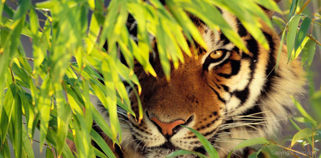 Exquisite Southern Gems Kerala